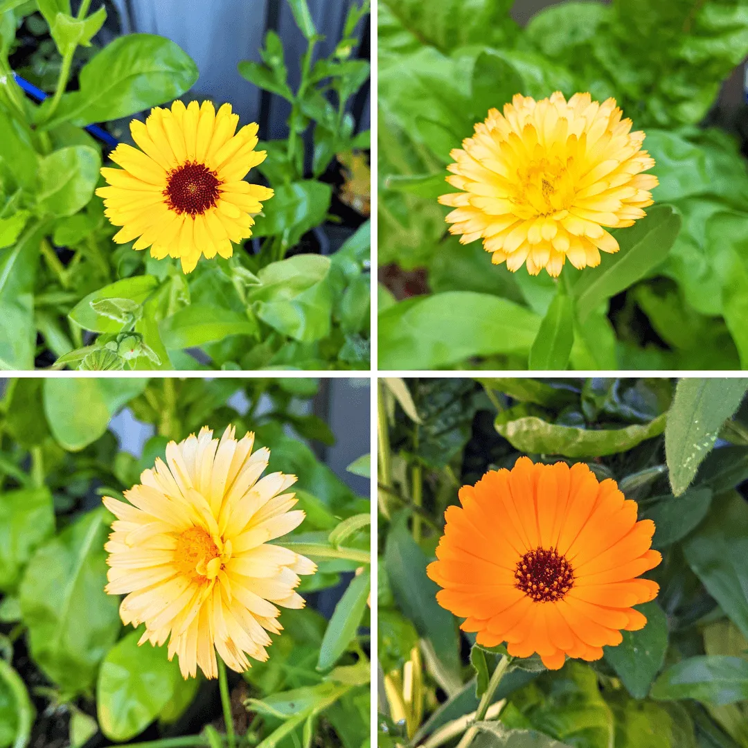 Calendula Beginner Grow Kit