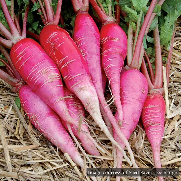 China Rose Winter Radish Seeds (Raphanus sativa cv.)