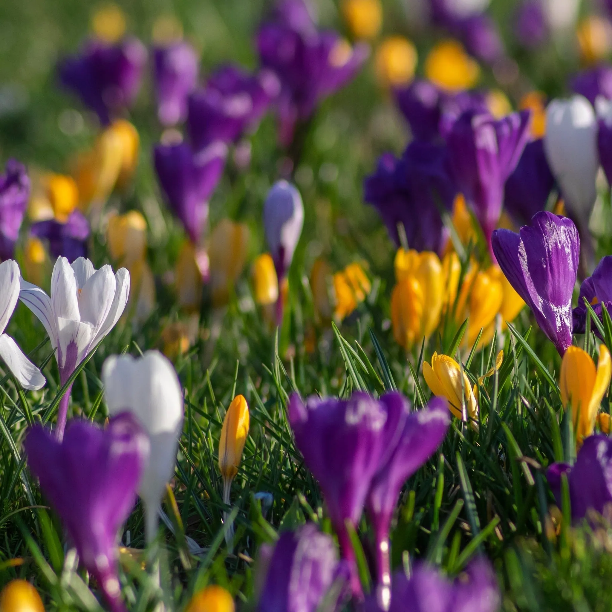 Crocus Botanical Mixed Bulbs (15/32 Bulbs)