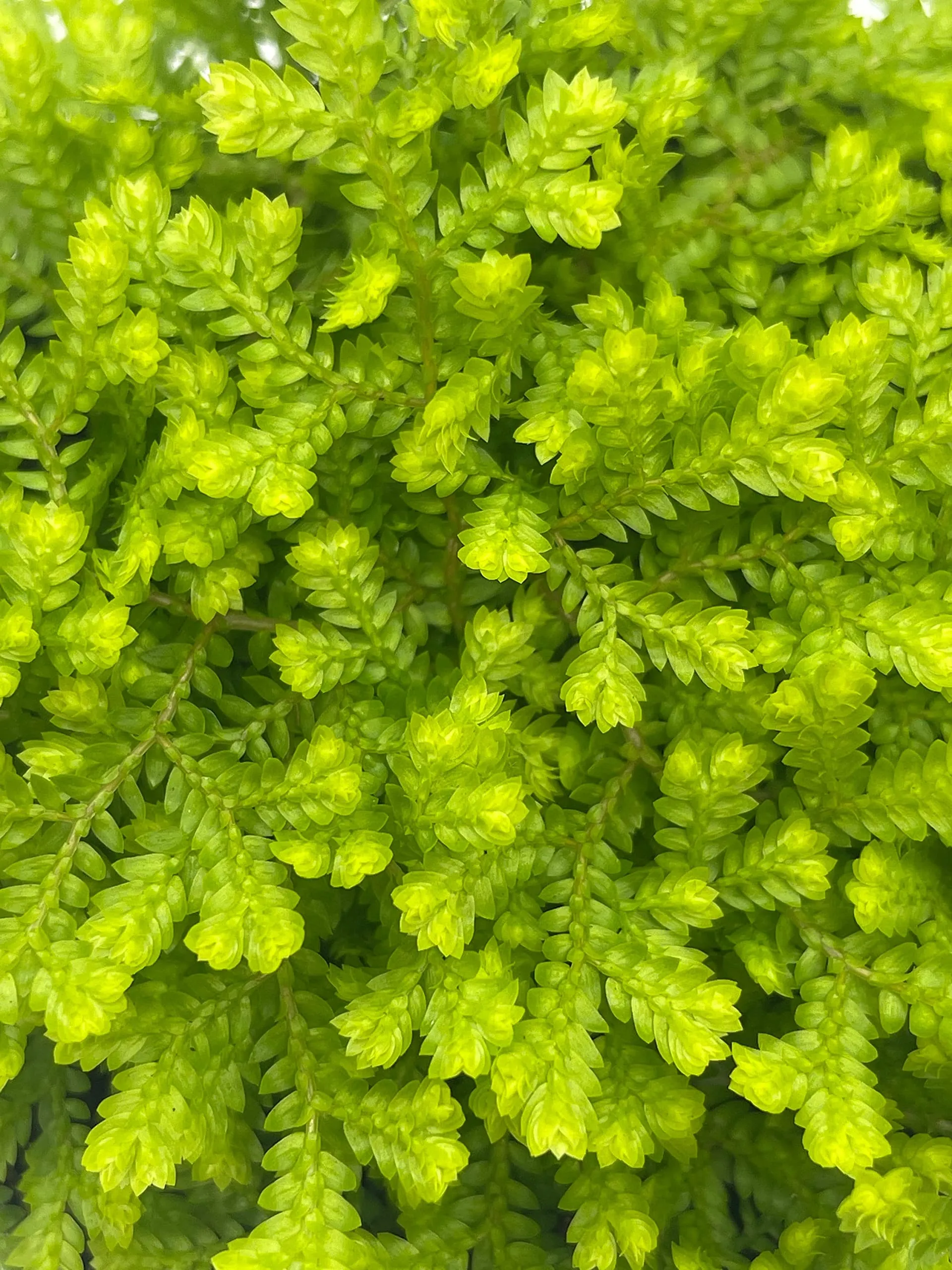 Garden Selaginella, 4 inch, Gold Club Moss, Golden kraussiana