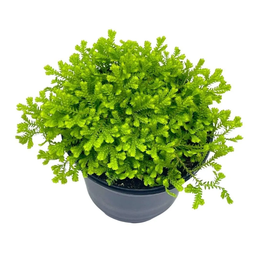 Garden Selaginella, 4 inch, Gold Club Moss, Golden kraussiana