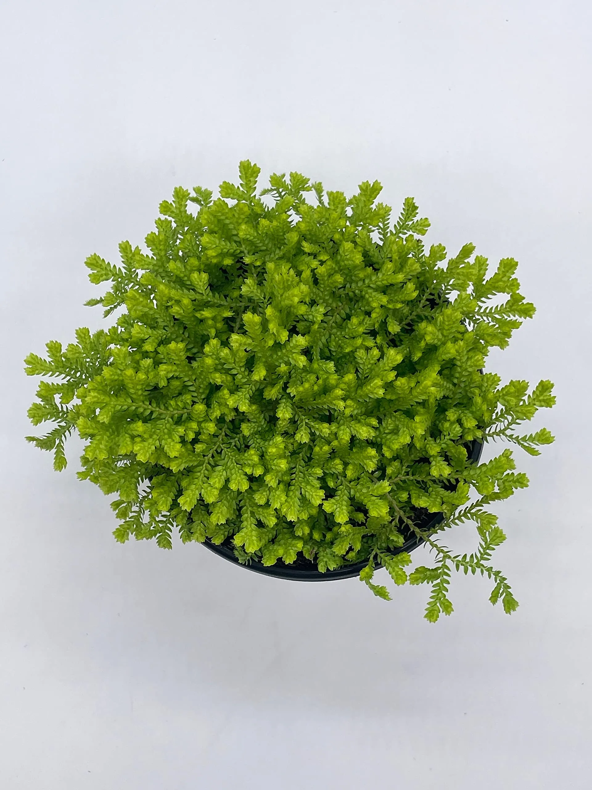 Garden Selaginella, 4 inch, Gold Club Moss, Golden kraussiana