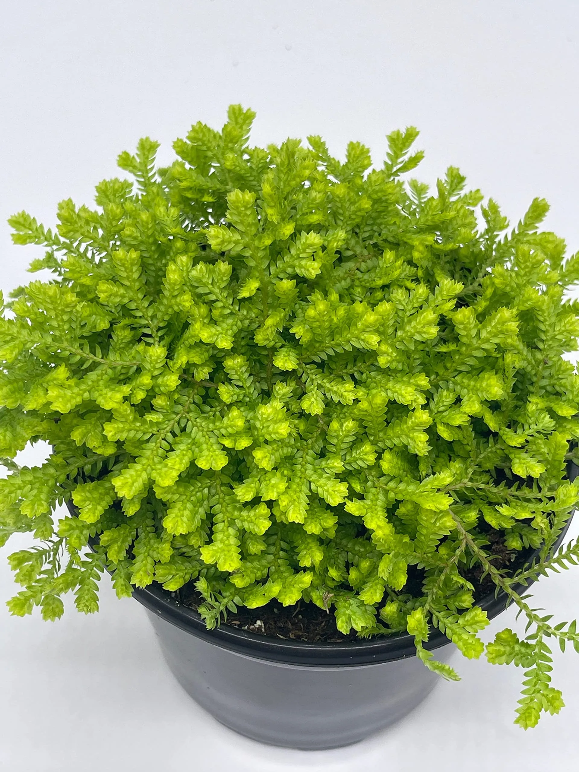 Garden Selaginella, 4 inch, Gold Club Moss, Golden kraussiana