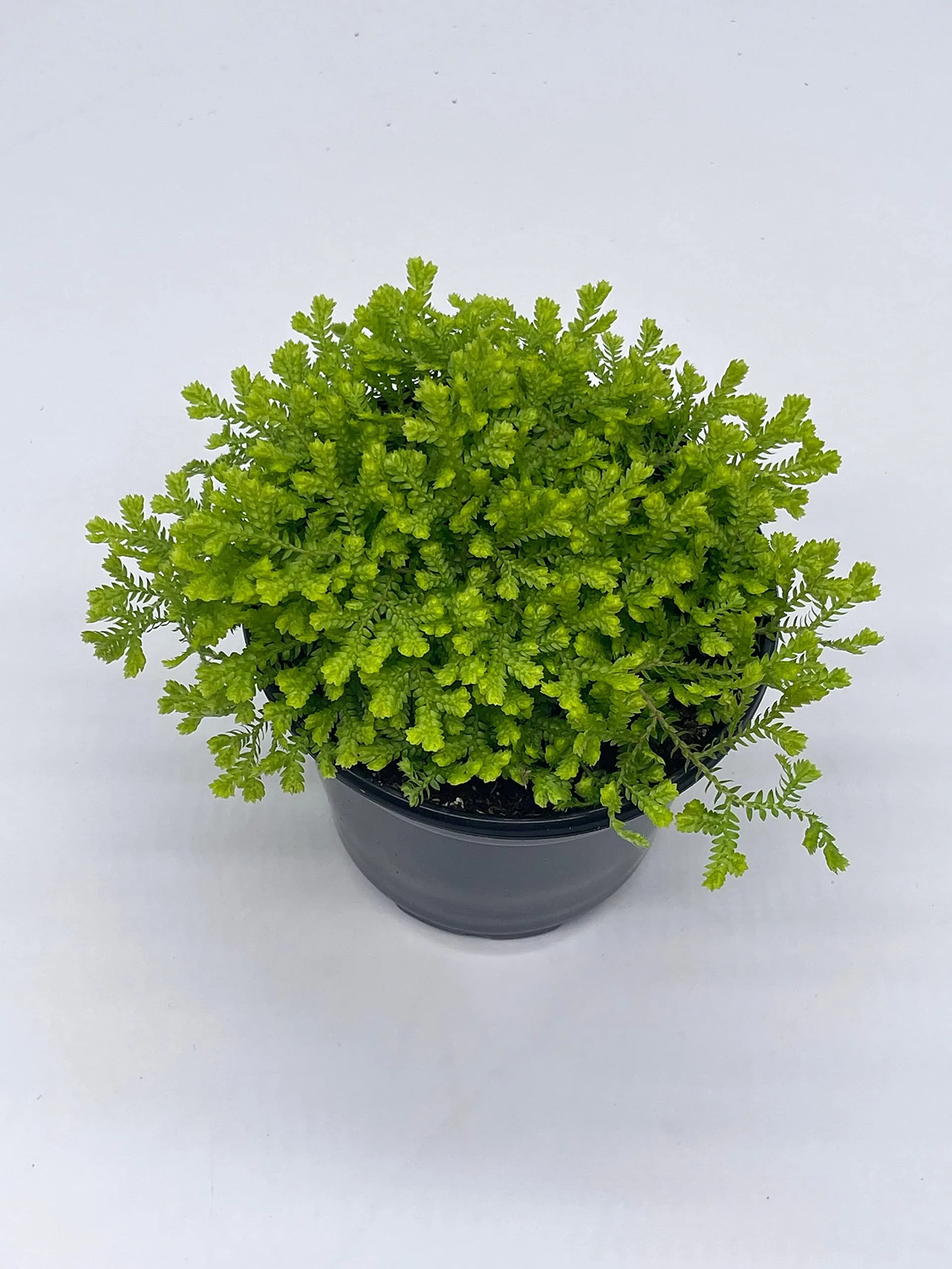 Garden Selaginella, 4 inch, Gold Club Moss, Golden kraussiana