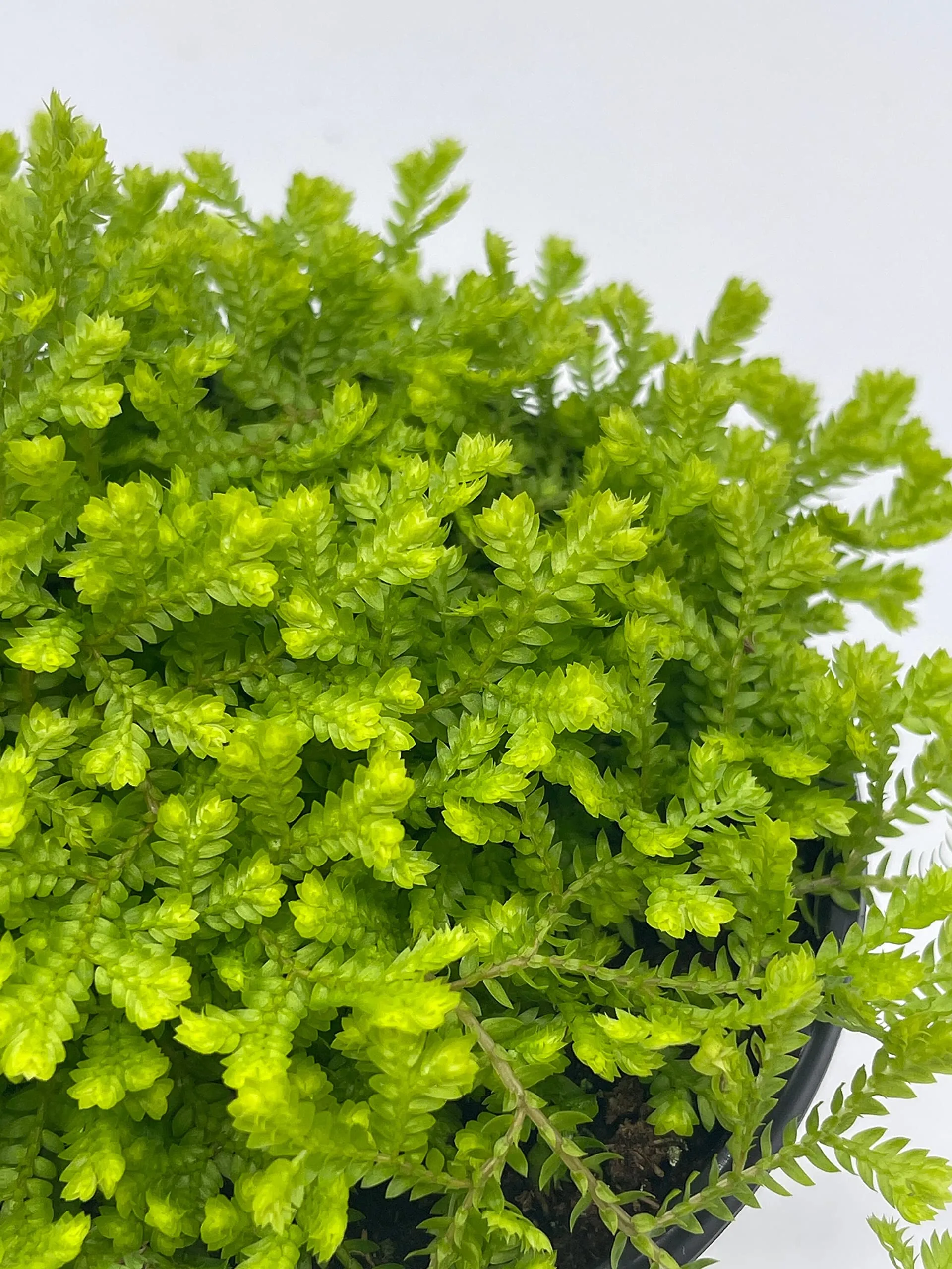 Garden Selaginella, 4 inch, Gold Club Moss, Golden kraussiana