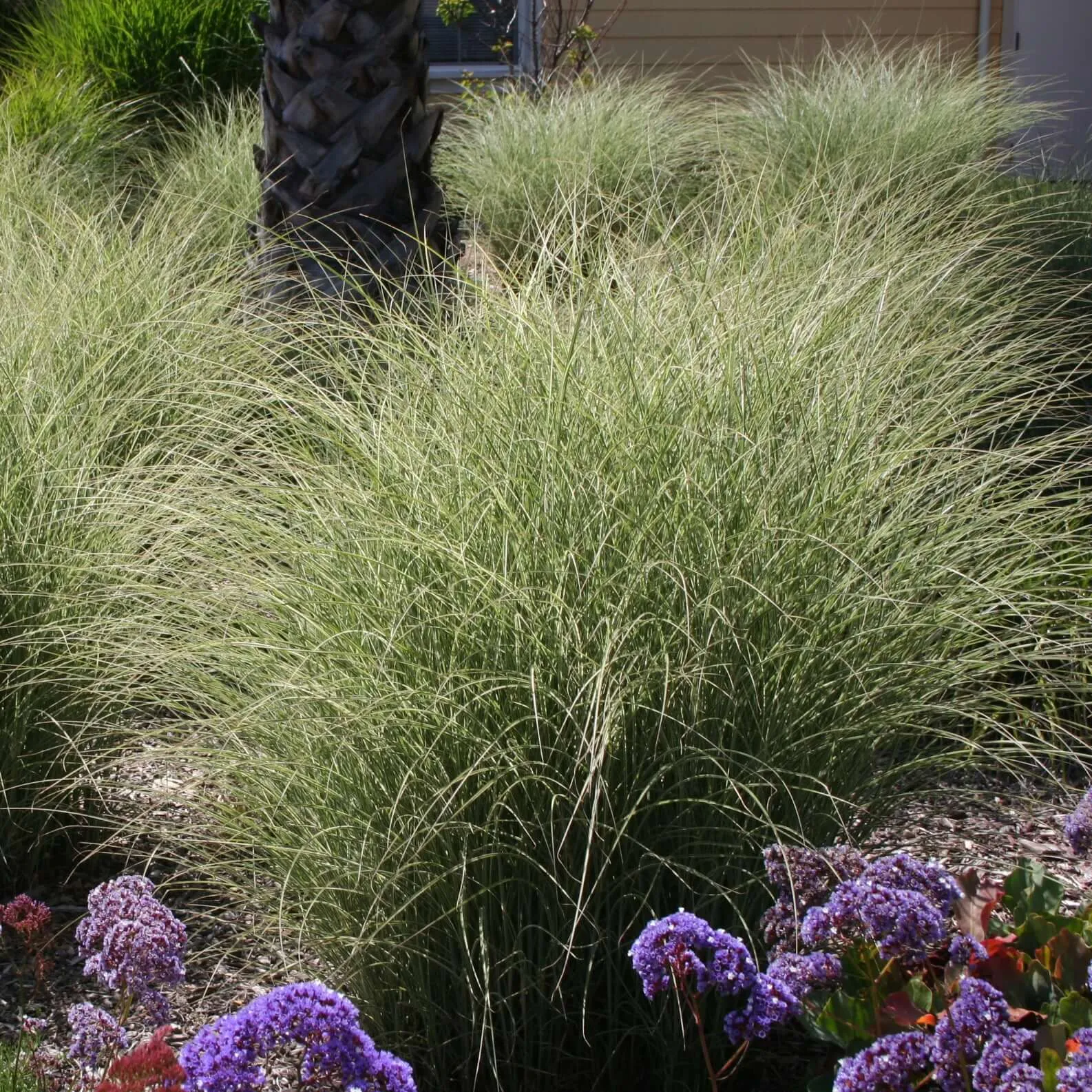 Morning Light Maiden Grass