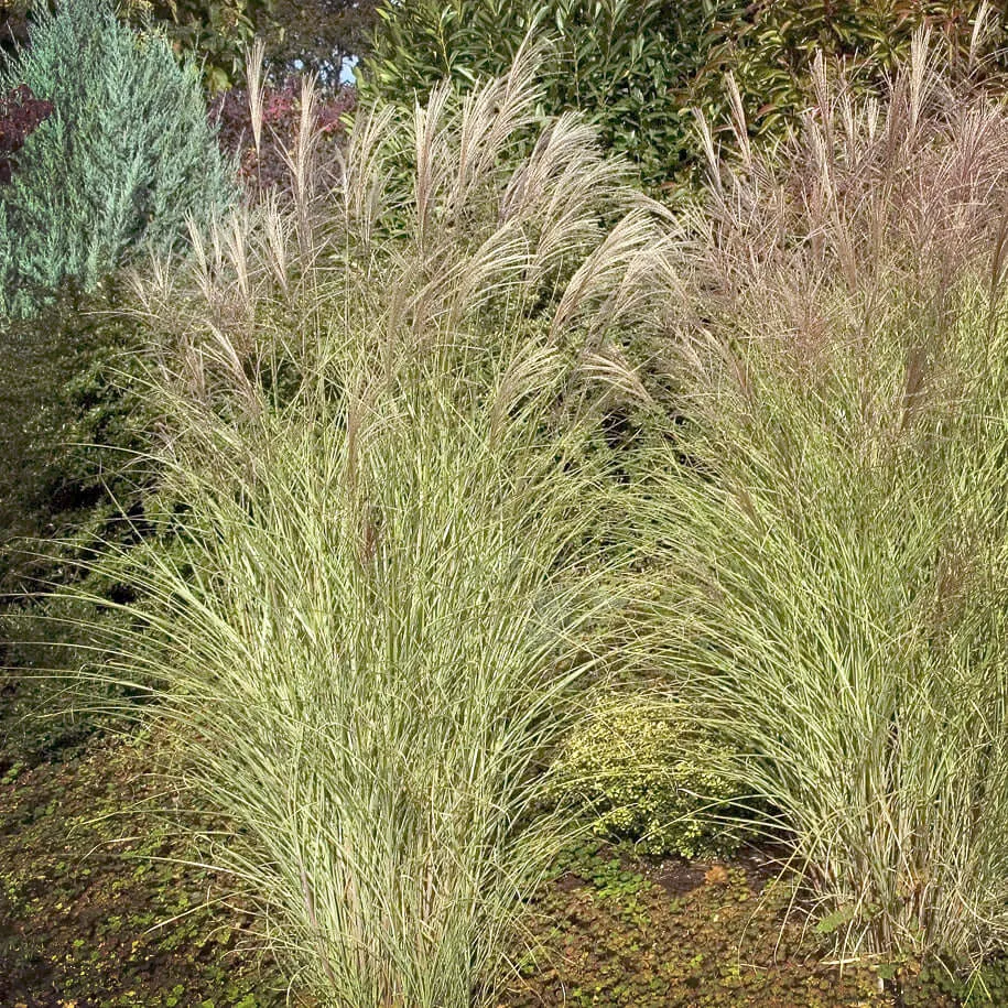 Morning Light Maiden Grass