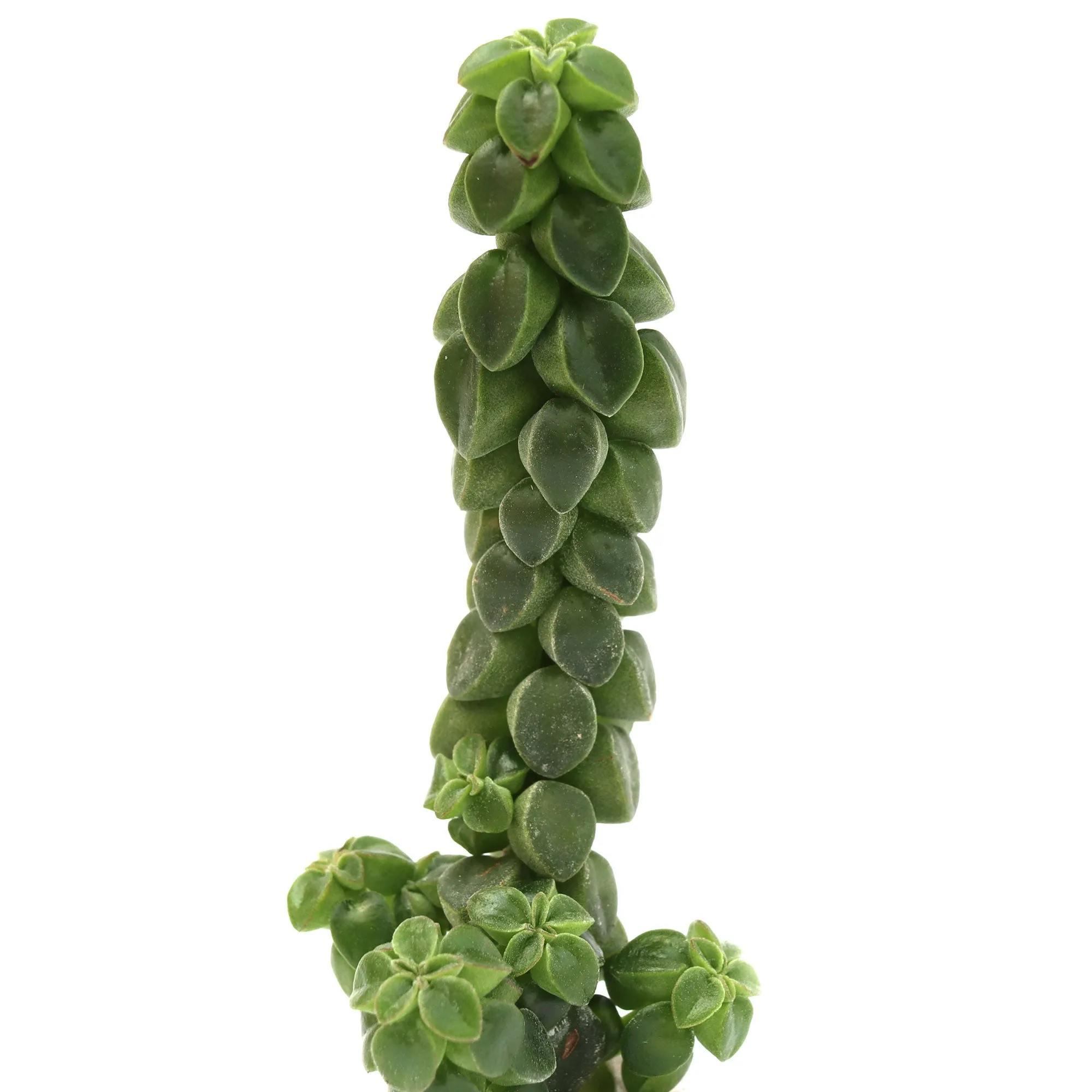 Peperomia columella