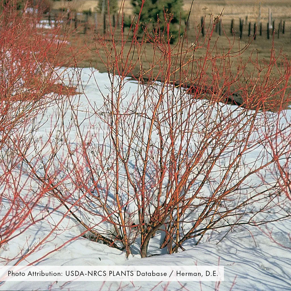 Red-osier Dogwood (Cornus sericea)