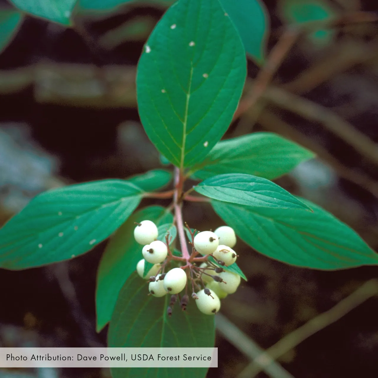 Red-osier Dogwood (Cornus sericea)