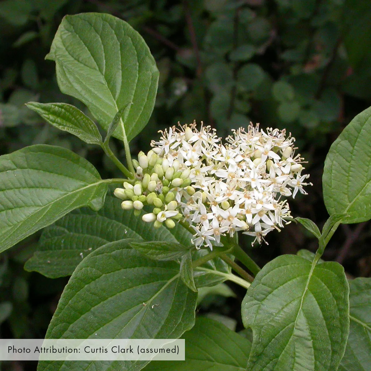 Red-osier Dogwood (Cornus sericea)