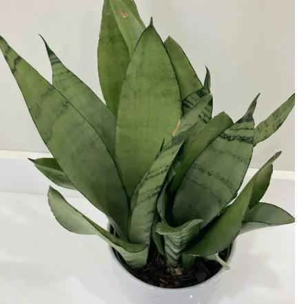 Sansevieria trifasciata 'Moonshine' - Various Sizes