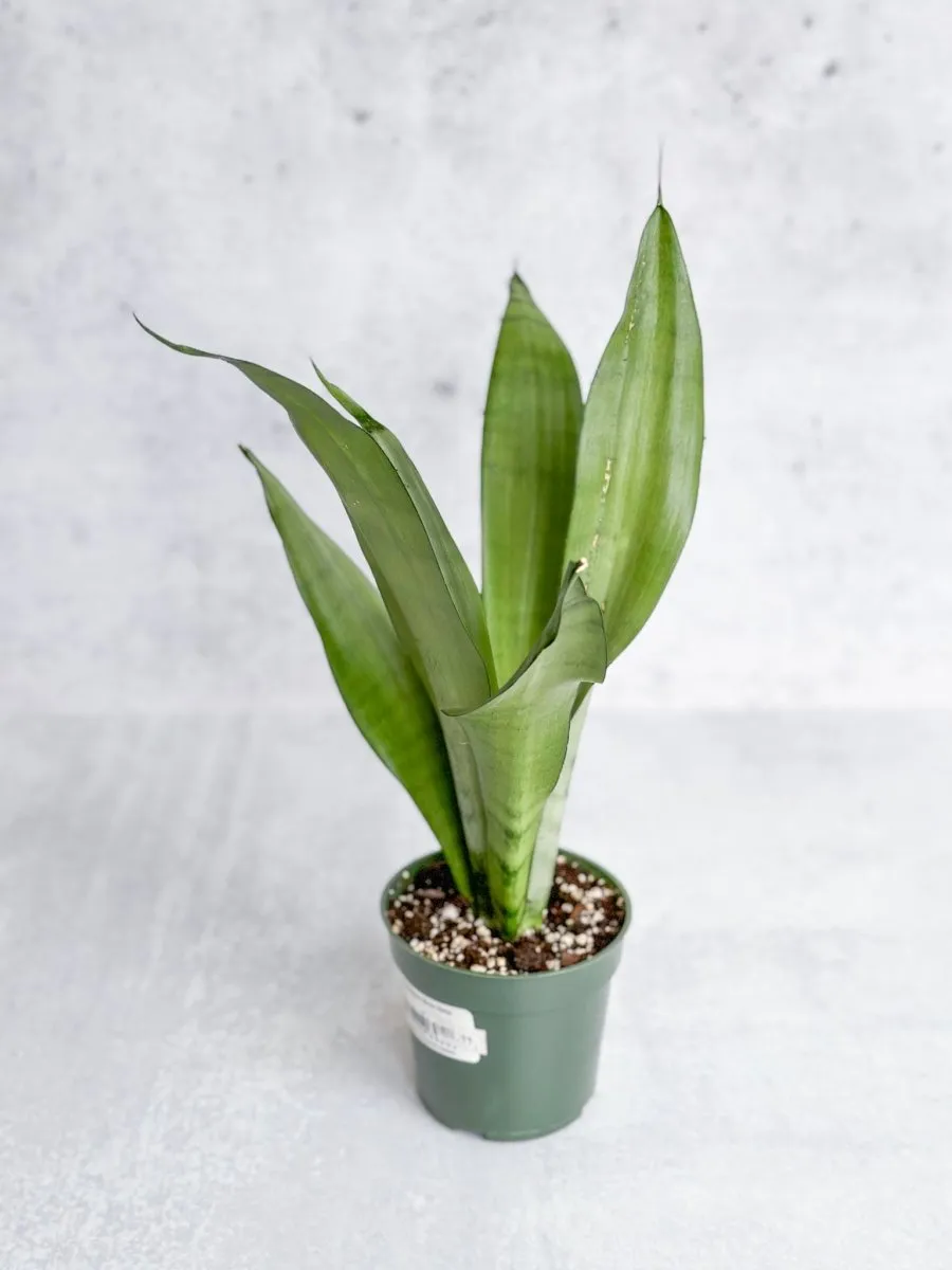 Sansevieria trifasciata 'Moonshine' - Various Sizes