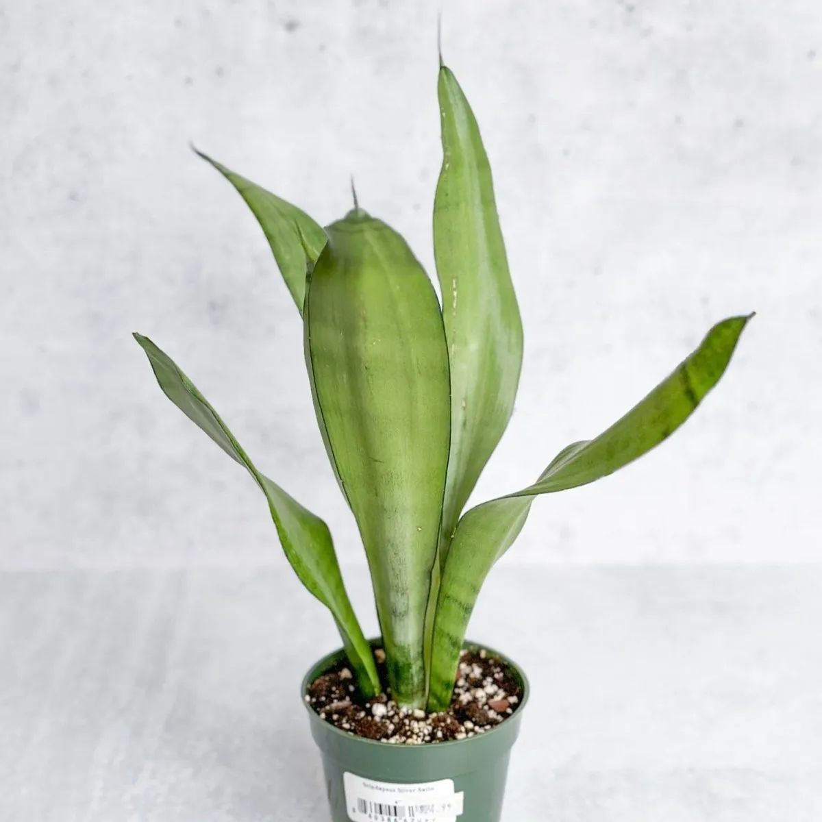 Sansevieria trifasciata 'Moonshine' - Various Sizes